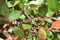 Phyllanthus_phillyreifolius_Bois_de_negresse_PHYLLANTHACEAE_Endemique_Réunion_Maurice_MB3_0149