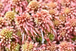 Sphagnum_sp_Sphaigne_SPHAGNACEAE_MB3_0192