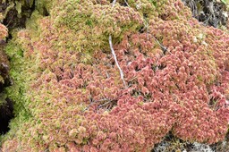 Sphagnum_sp_Sphaigne_SPHAGNACEAE_MB3_0191