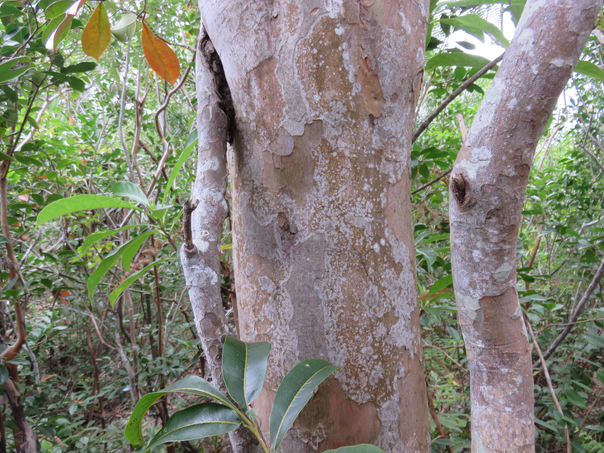 8 Tronc caractéristique de Cossinia pinnata  - Bois de Judas - SAPINDACEE  Endémique M