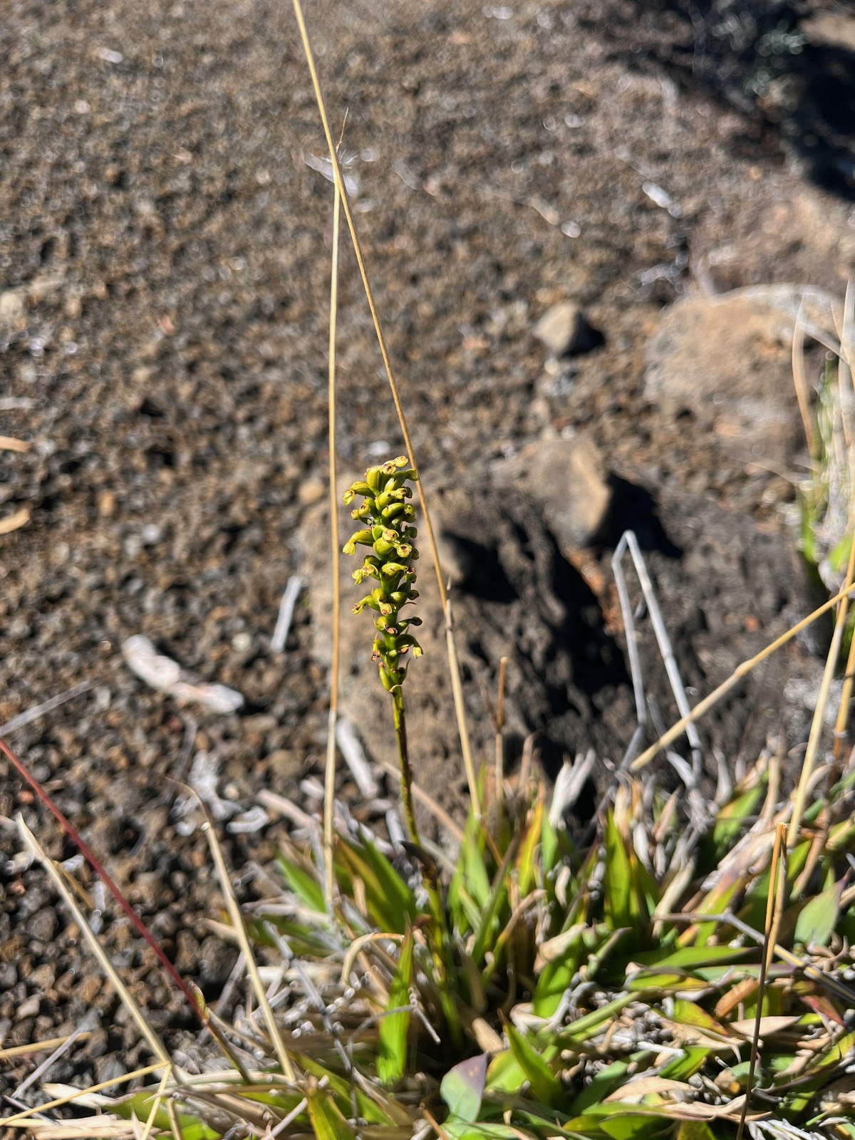 6. Benthamia africana Orchidaceae Indigène La Réunion.jpeg