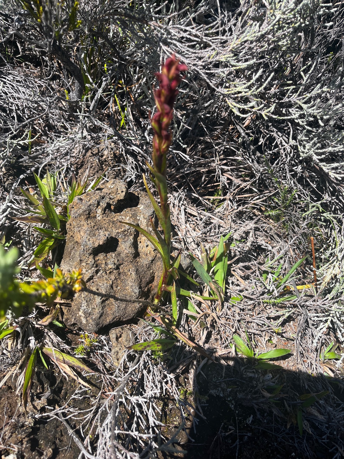 11. Disa borbonica Orchidaceae E ndémique La Réunion.jpeg