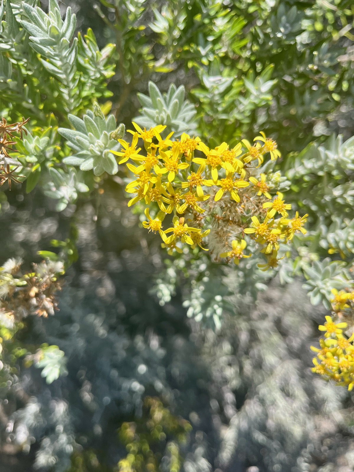 16.Hubertia tomentosa Ambaville blanc Asteraceae Endémique La Réunion.jpeg