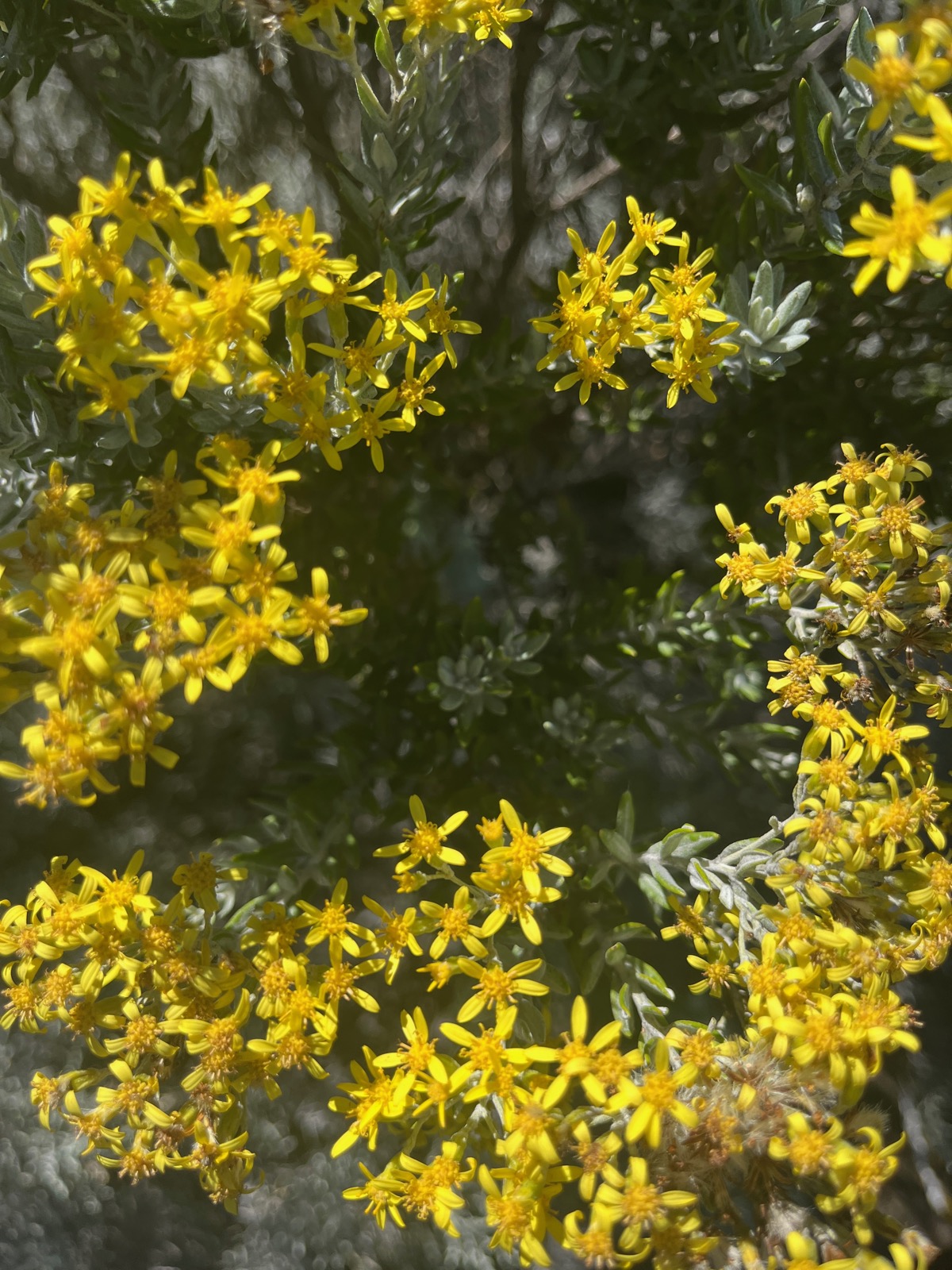 15. Hubertia tomentosa Ambaville blanc Asteraceae Endémique La Réunion.jpeg