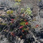 17. Agarista buxifolia Petit bois de rempart Ericaceae Indigène La Réunion.jpeg