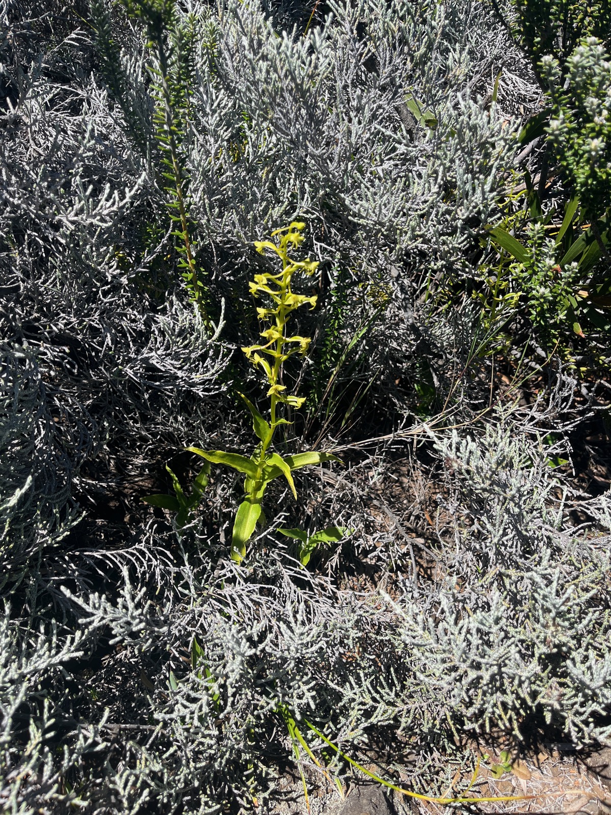 22. Habenaria frappieri Petit maiîs Orchidaceae Endémique La Réunion.jpeg