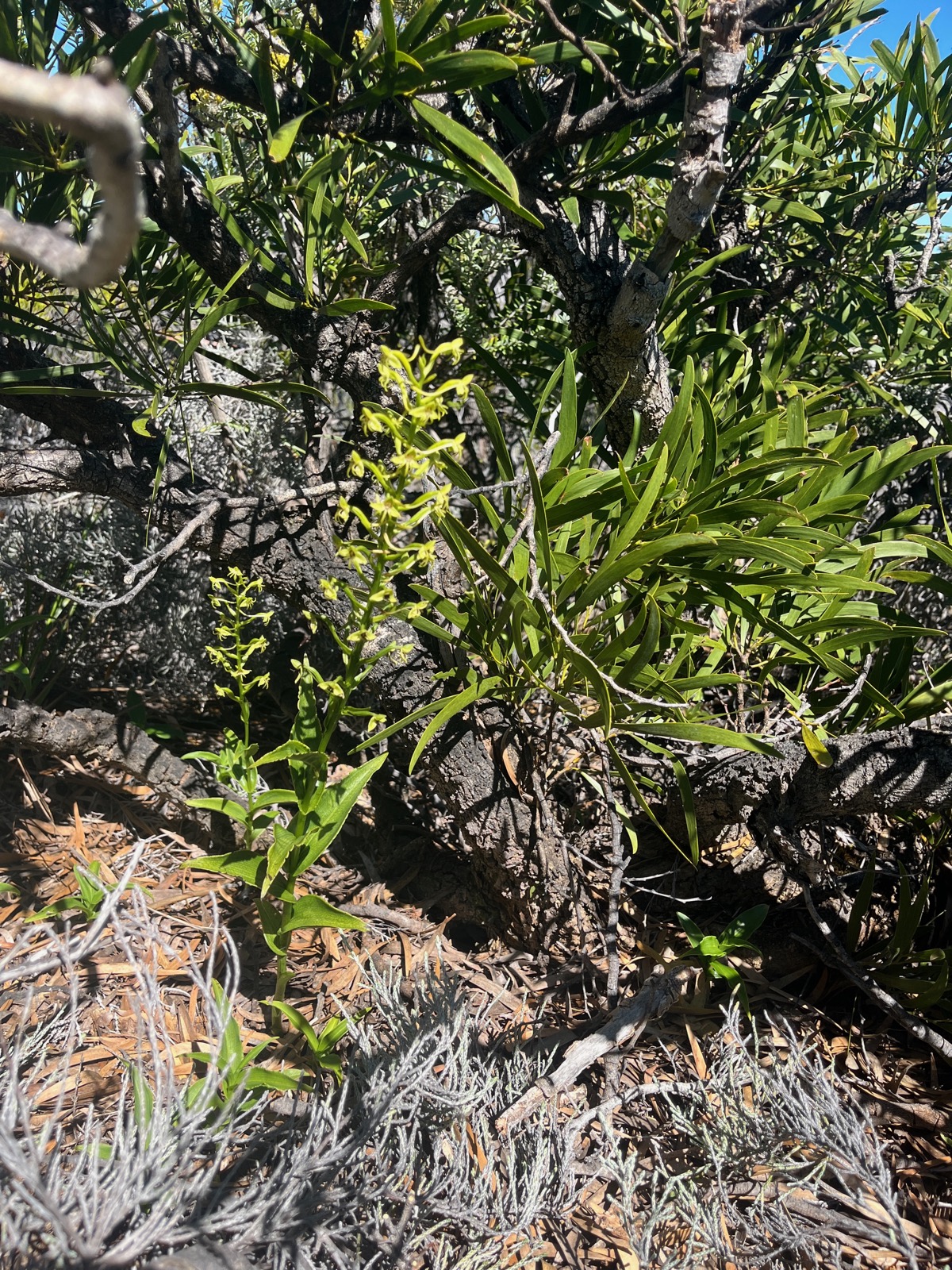 24. Habenaria frappieri Petit mai?s Orchi daceae Endémique La Réunion.jpeg