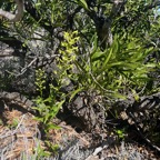 24. Habenaria frappieri Petit mai?s Orchi daceae Endémique La Réunion.jpeg