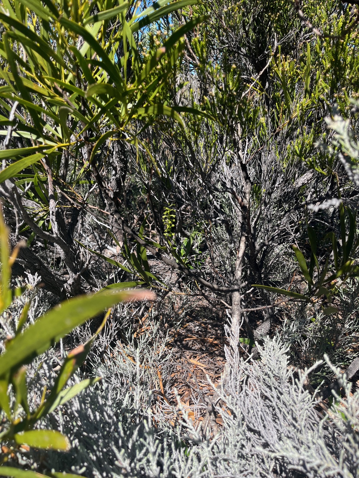 25. Cherchez bien l''Habenaria frappieri Petit maiîs Orchidaceae Endémique La Réunion.jpeg