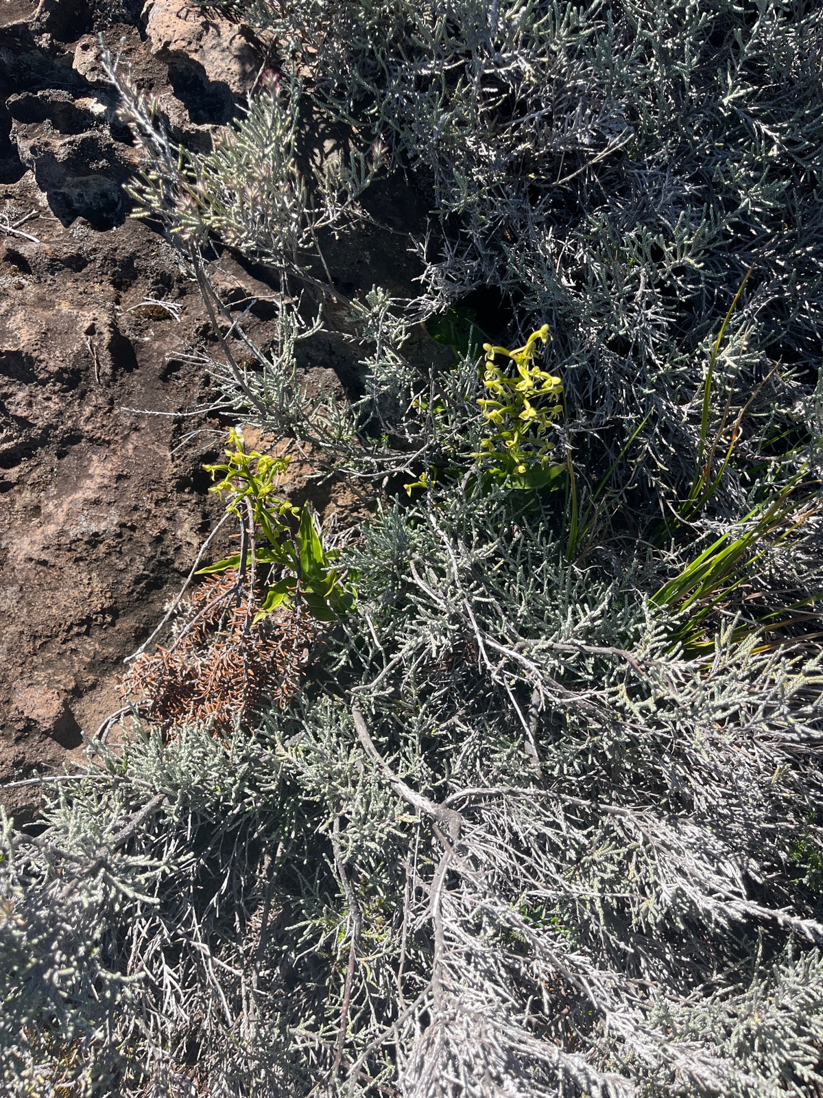 26. Habenaria frappieri Petit mai?s Orchi daceae Endémique La Réunion.jpeg