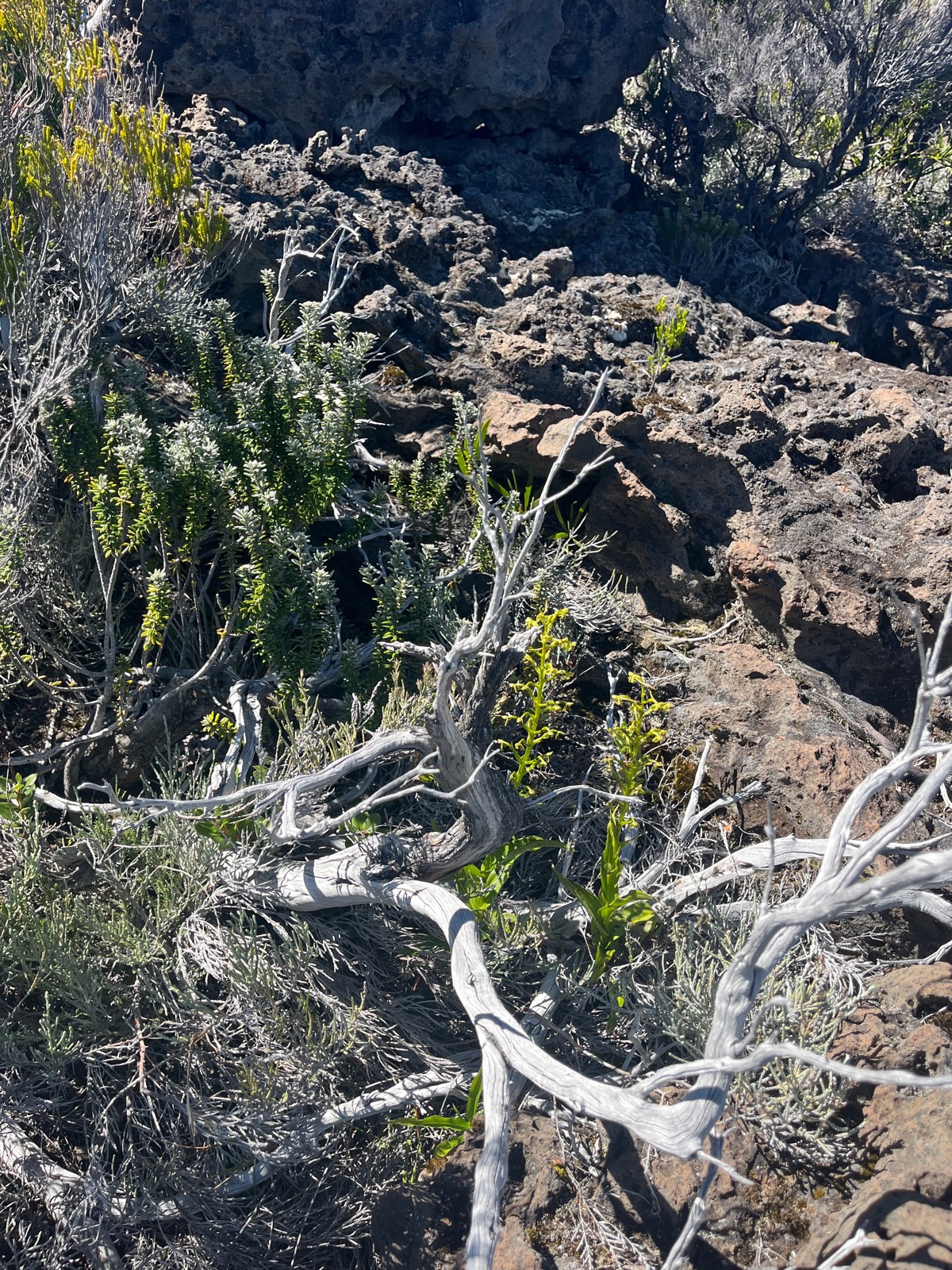 27. Deux Habenaria frappieri Petit mai?s Orchi daceae Endémique La Réunion.jpeg