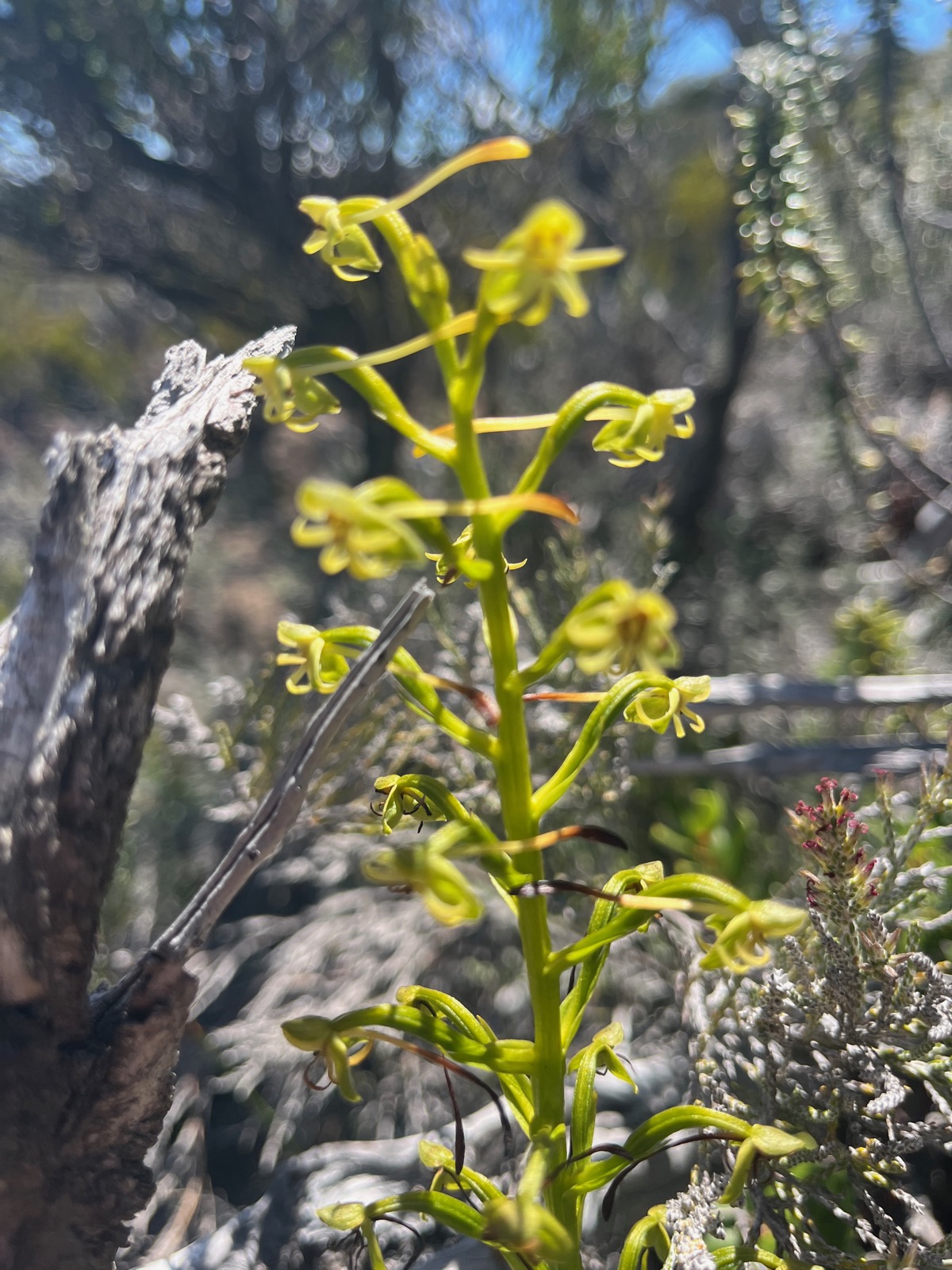 28. Habenaria frappieri Petit maîs Orchidaceae Endémique La Réunion.jpeg