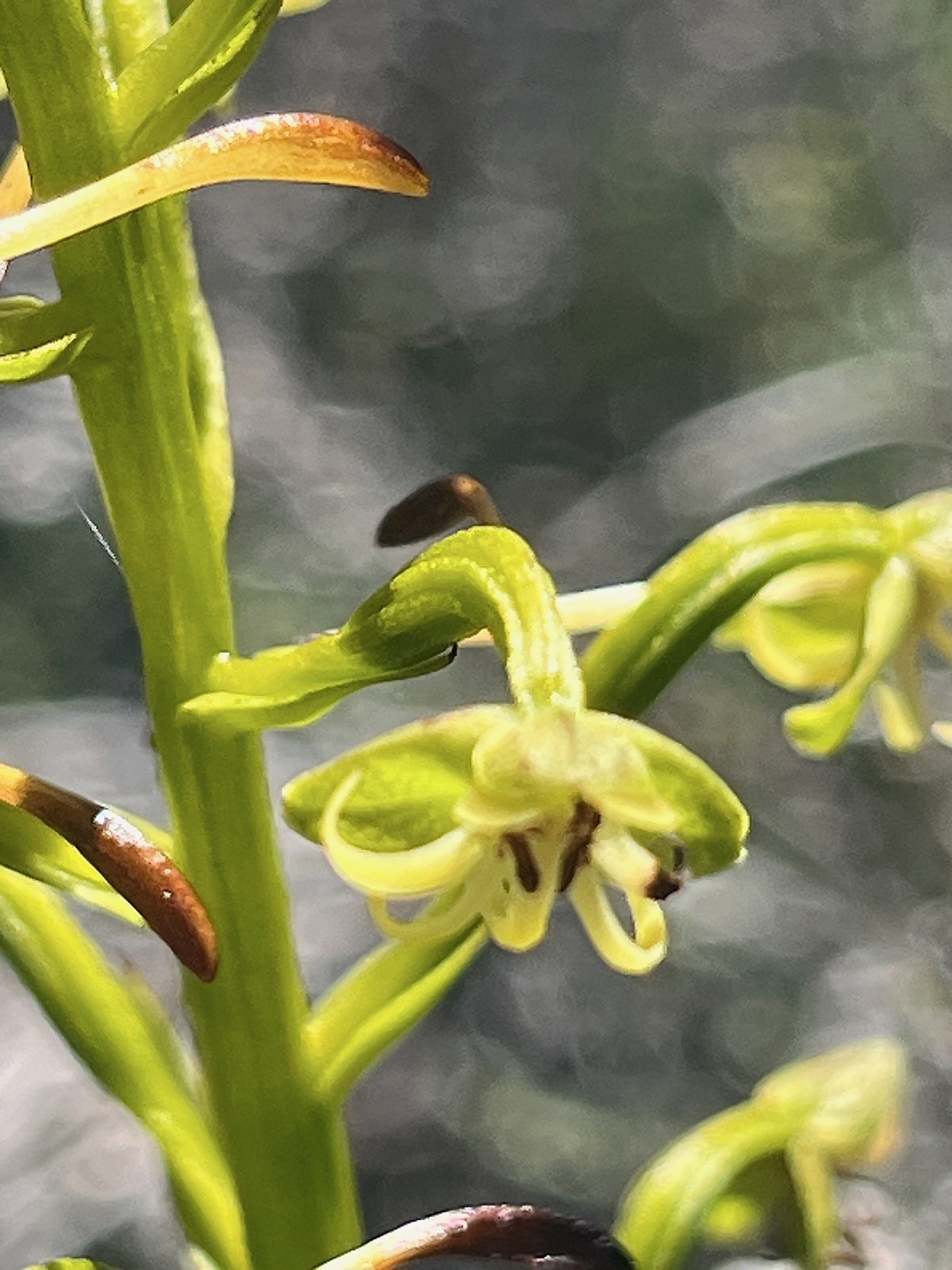 30. Habenaria frappieri Petit mai?s Orchi daceae Endémique La Réunion.jpeg