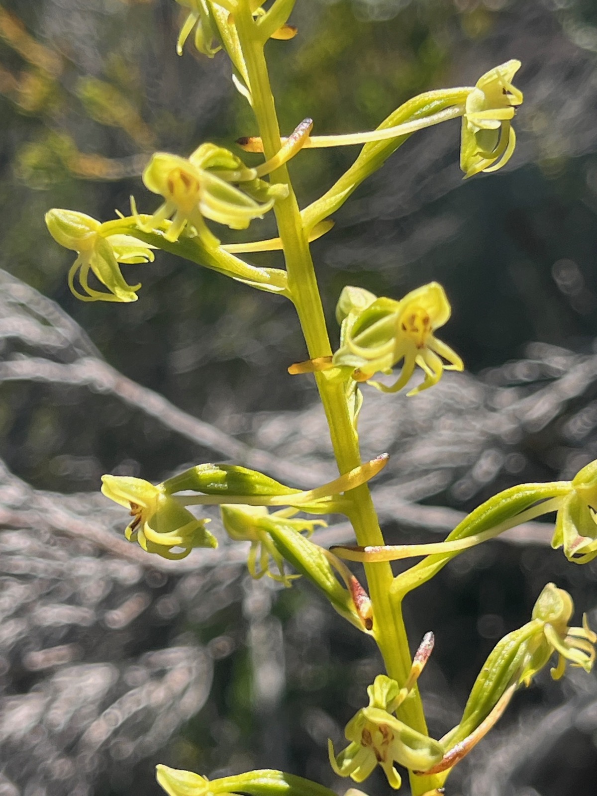 31. Habenaria frappieri Petit maîs Orchidaceae Endémique La Réunion.jpeg