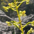 31. Habenaria frappieri Petit maîs Orchidaceae Endémique La Réunion.jpeg