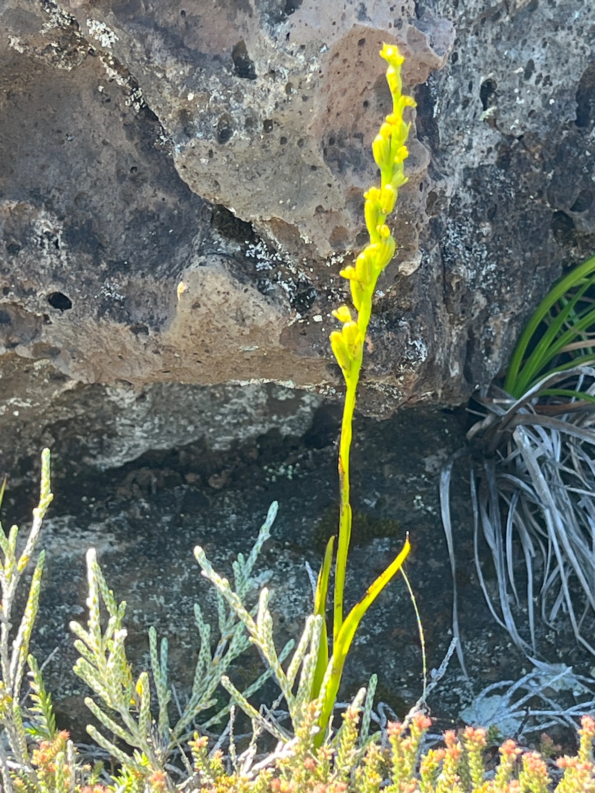 33. ??? Benthamia africana Orchidaceae Indigène La Réunion.jpeg