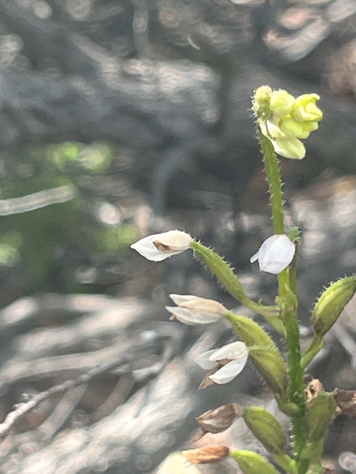 40. Cynorkis breviplectra Orchidaceae Endémique La Réunion.jpeg