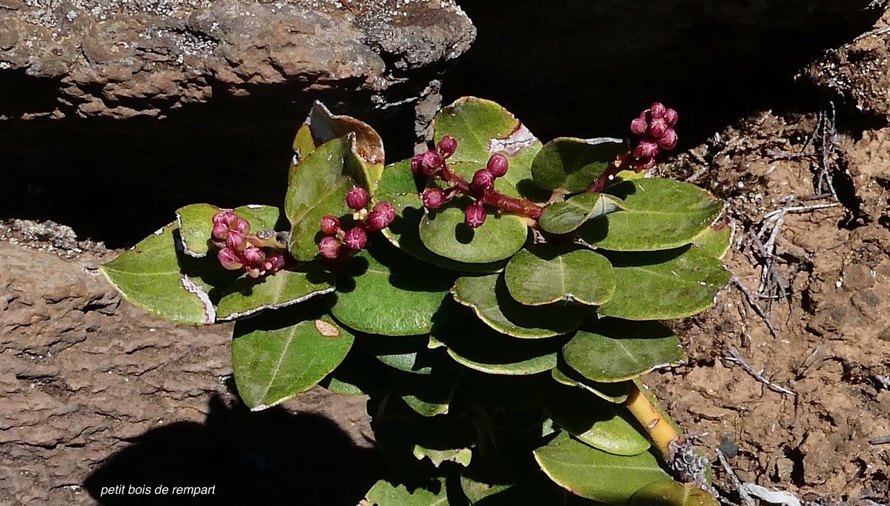 Agarista buxifolia.petit bois de rempart.ericaceae.endémique Madagascar Mascareignes. (3).jpeg