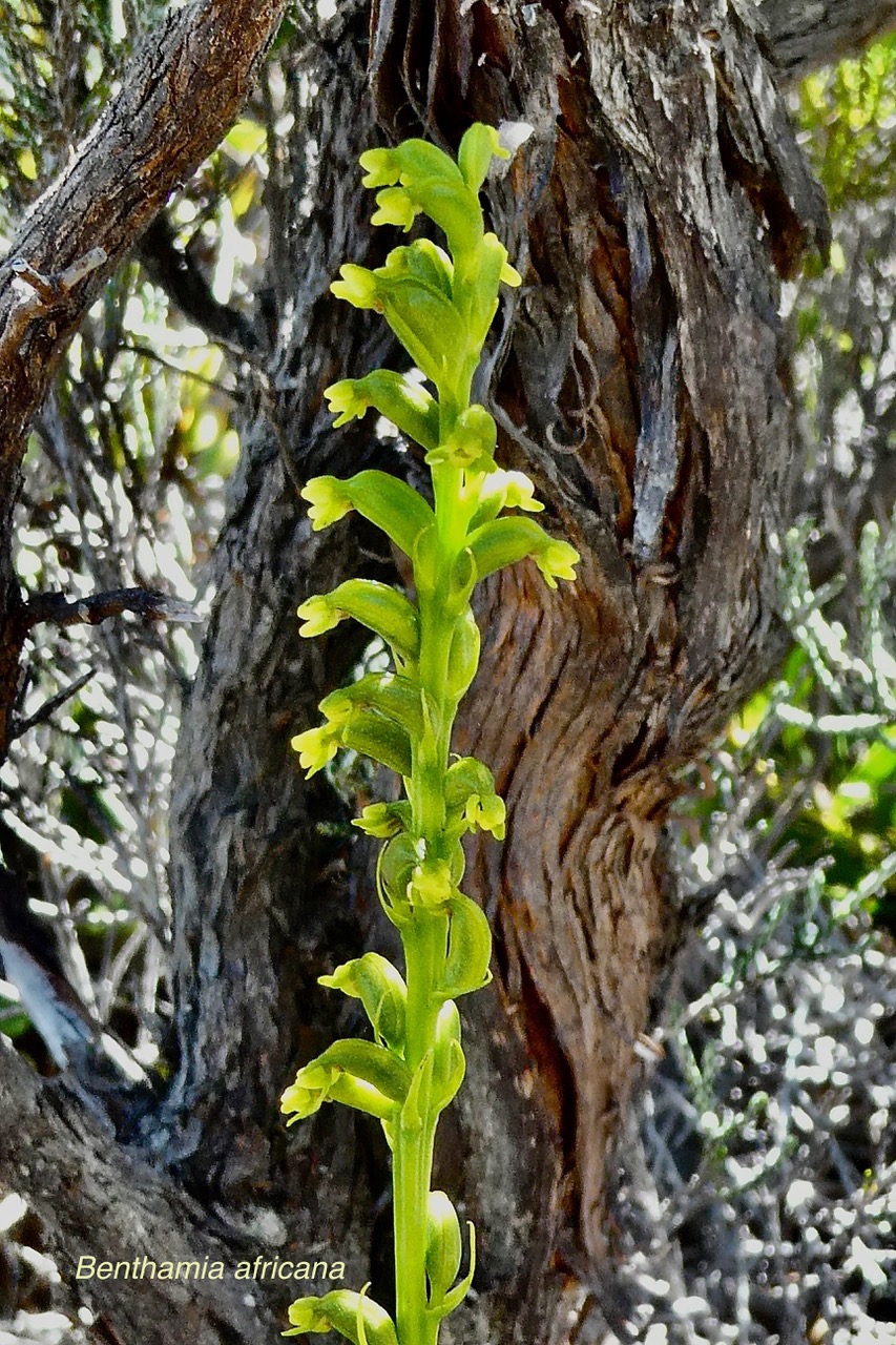 Benthamia africana .(Benthamia spiralis ). orchidaceae.endémique Madagascar Mascareignes. (1).jpeg