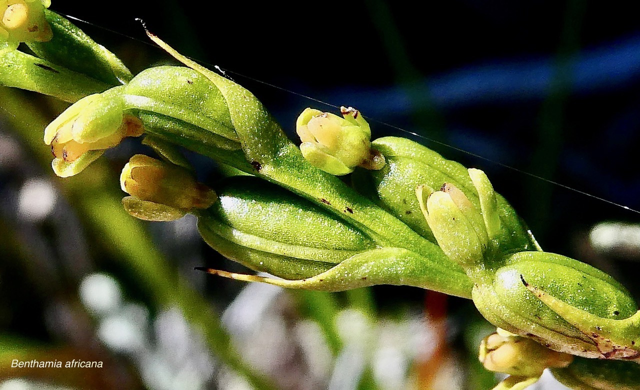 Benthamia africana .(Benthamia spiralis ). orchidaceae.endémique Madagascar Mascareignes. (2).jpeg