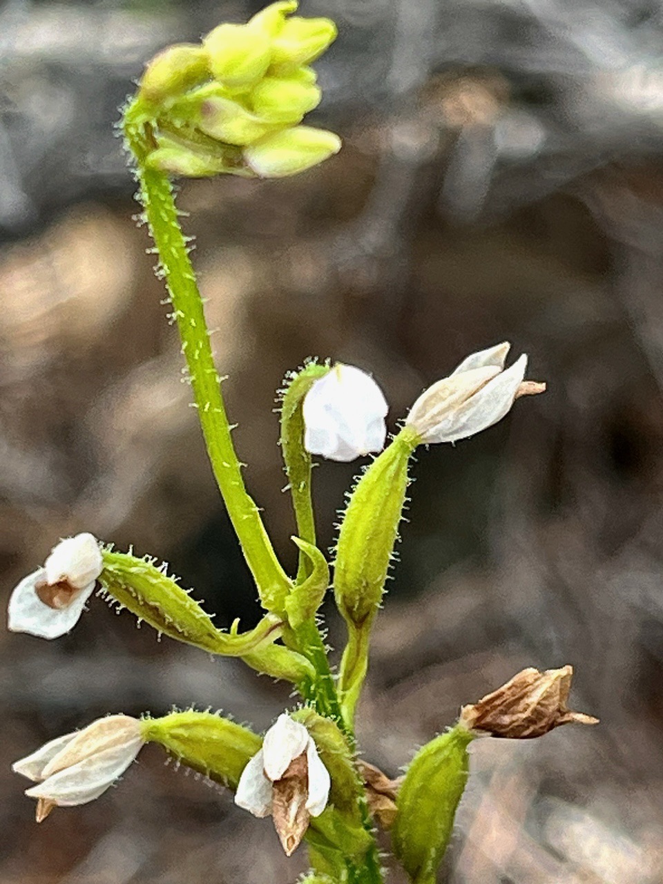 Cynorkis breviplectra ( Cynorkis constellata (Frapp) Schltr.flore des Mascareignes )     orchidaceae.endémique Réunion. (1).jpeg