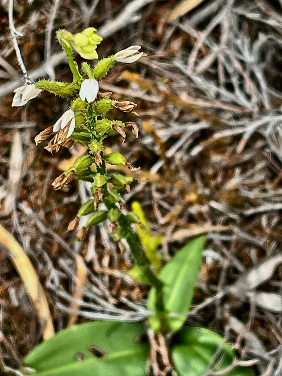 Cynorkis breviplectra ( Cynorkis constellata (Frapp) Schltr.flore des Mascareignes )     orchidaceae.endémique Réunion..jpeg