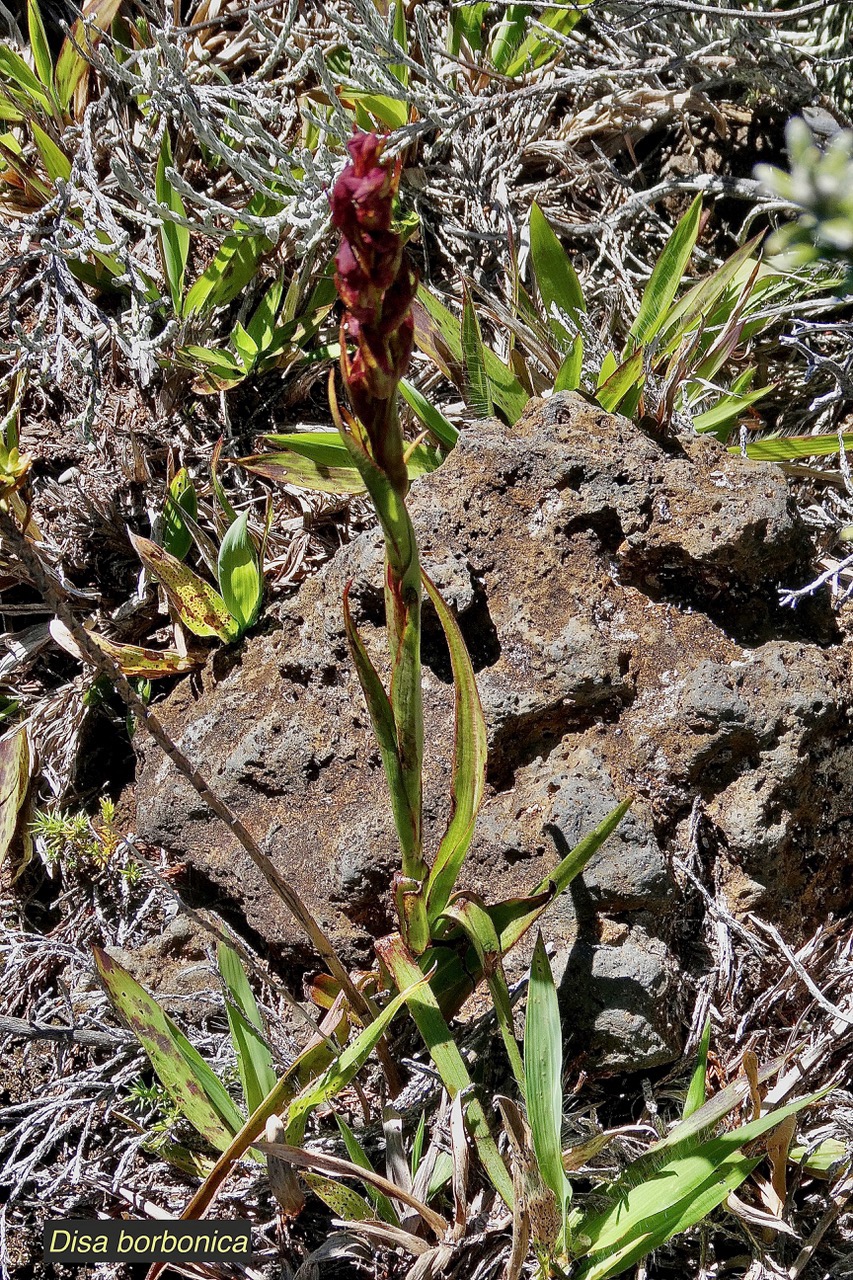 Disa borbonica Balf. f. et S. Moore.orchidaceae.endémique Réunion. (1).jpeg