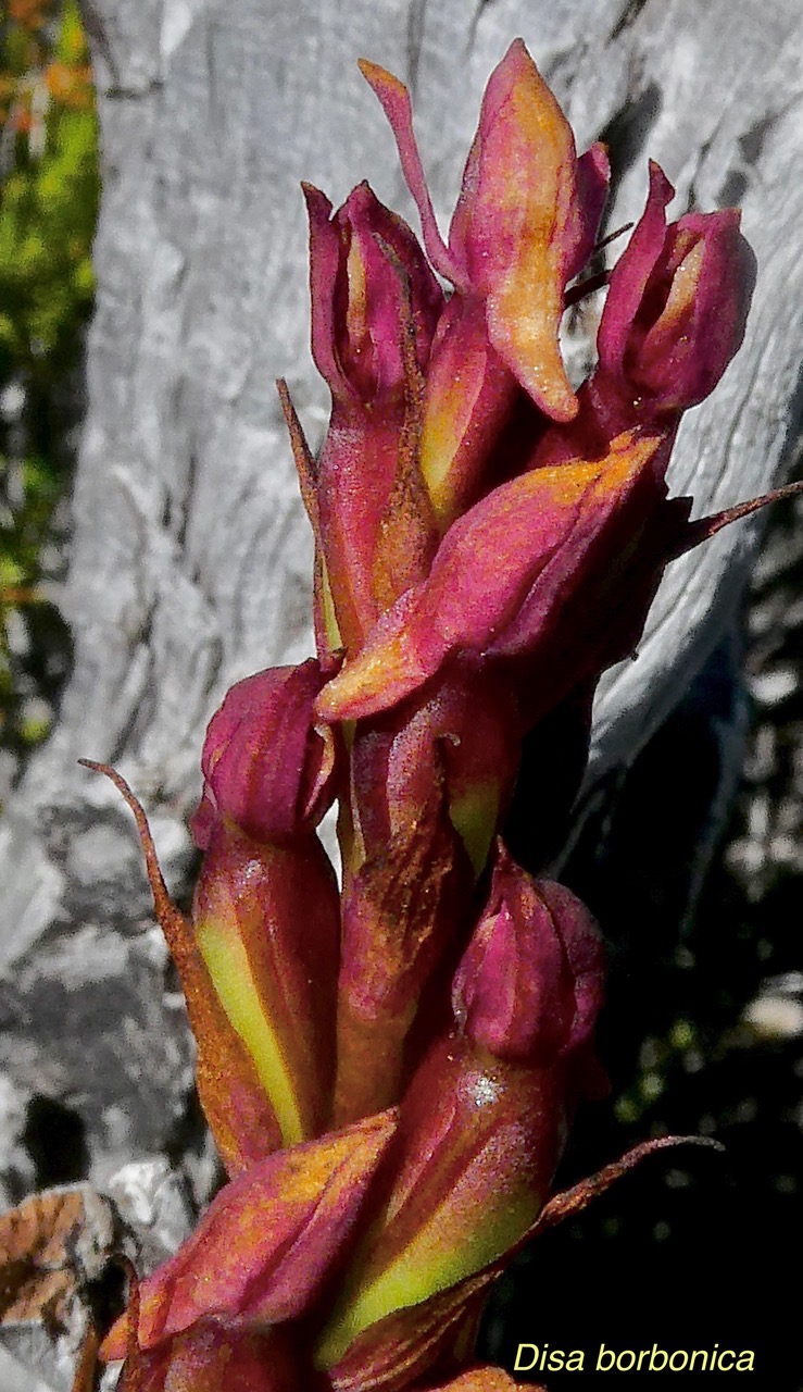 Disa borbonica Balf. f. et S. Moore.orchidaceae.endémique Réunion..jpeg