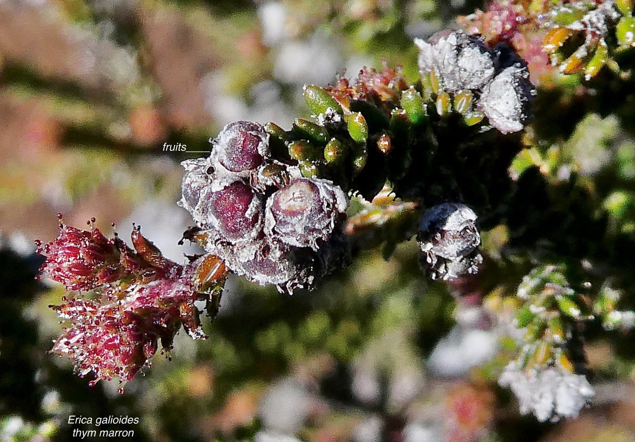 Erica galioides thym marron  ( avec fruits )ericaceae endémique Réunion.jpeg