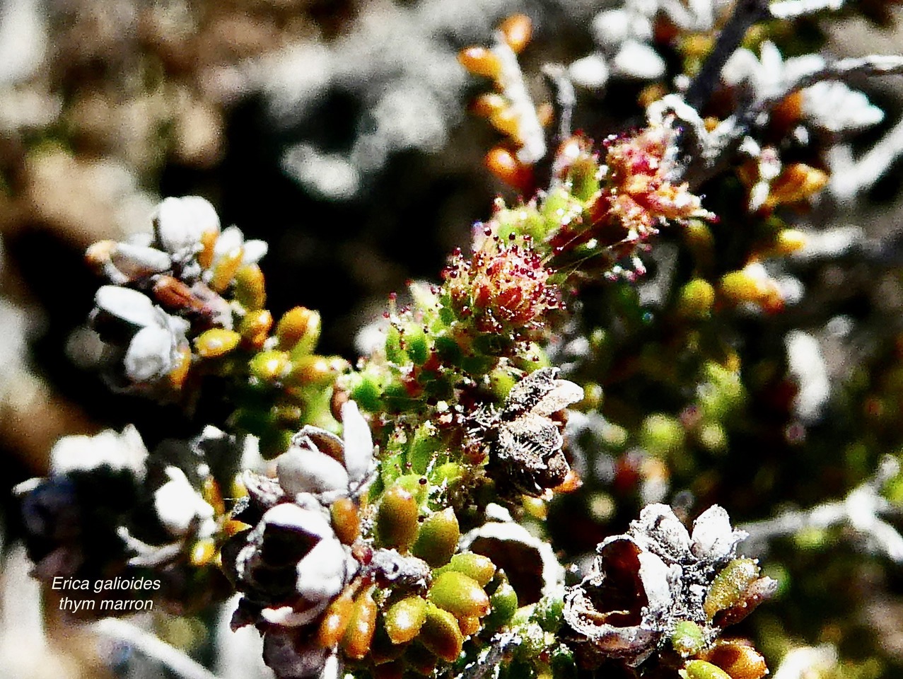 Erica galioides thym marron  ericaceae endémique Réunion.jpeg