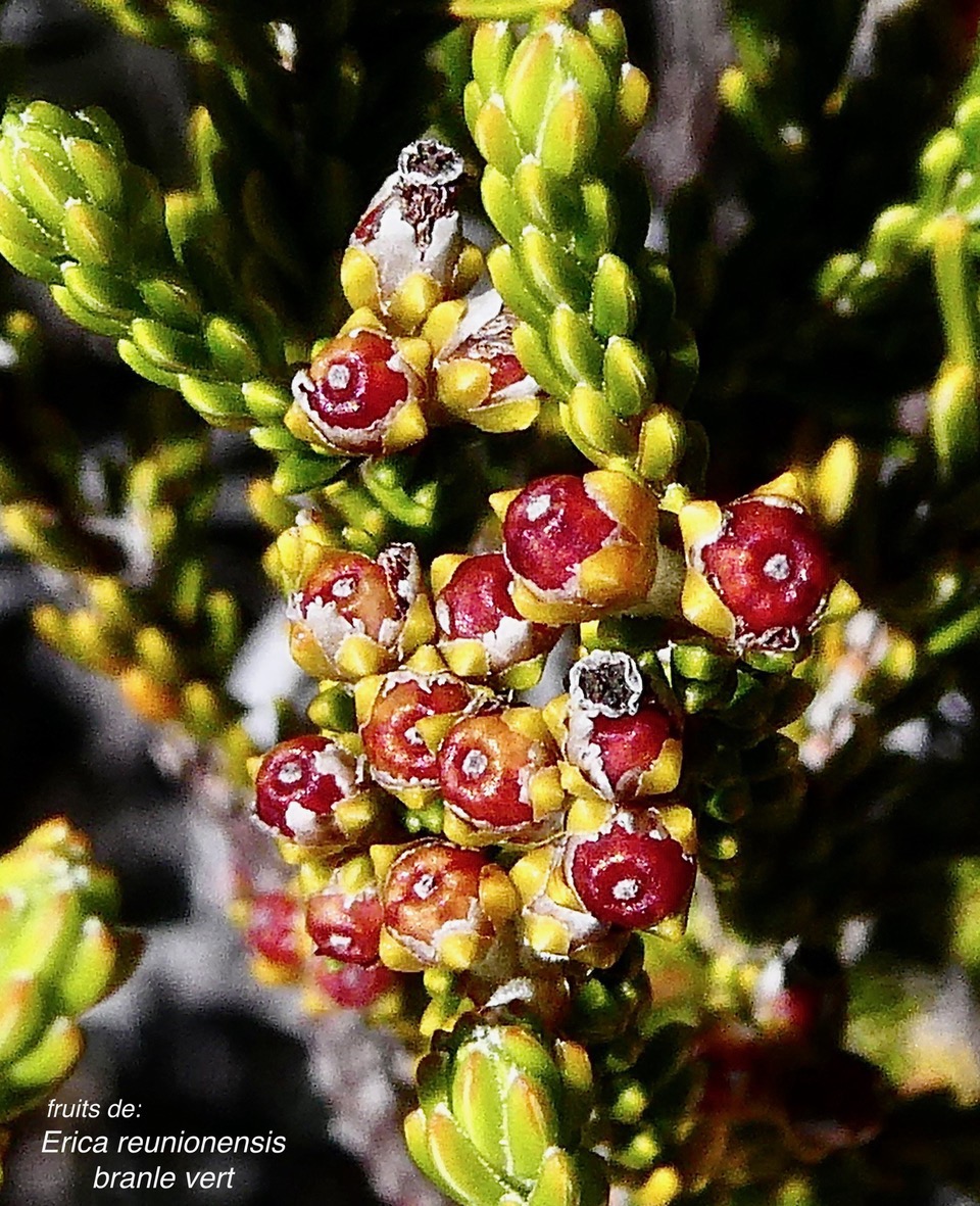 Erica reunionnensis.branle vert.( fruits ) ericaceae.endémique Réunion. (1).jpeg