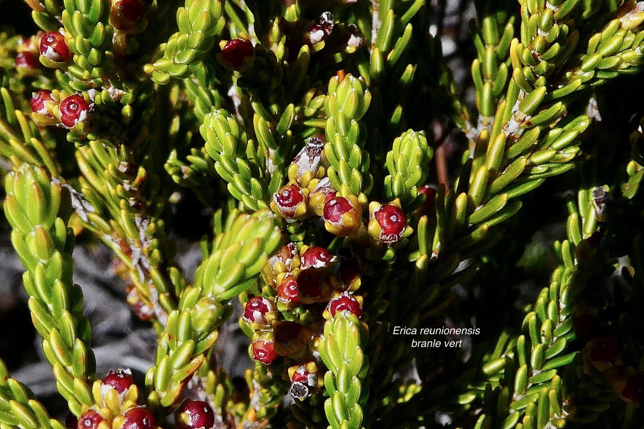 Erica reunionnensis.branle vert.ericaceae.endémique Réunion..jpeg