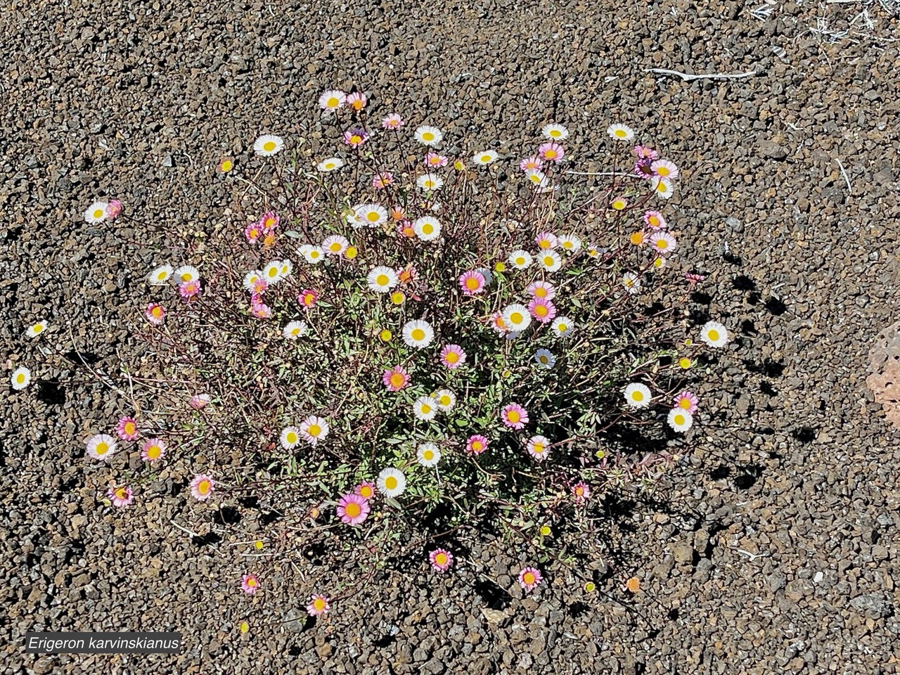 Erigeron karvinskianus.pâquerette.marguerite folle.asteraceae.assimilé indigène .très envahissant..jpeg