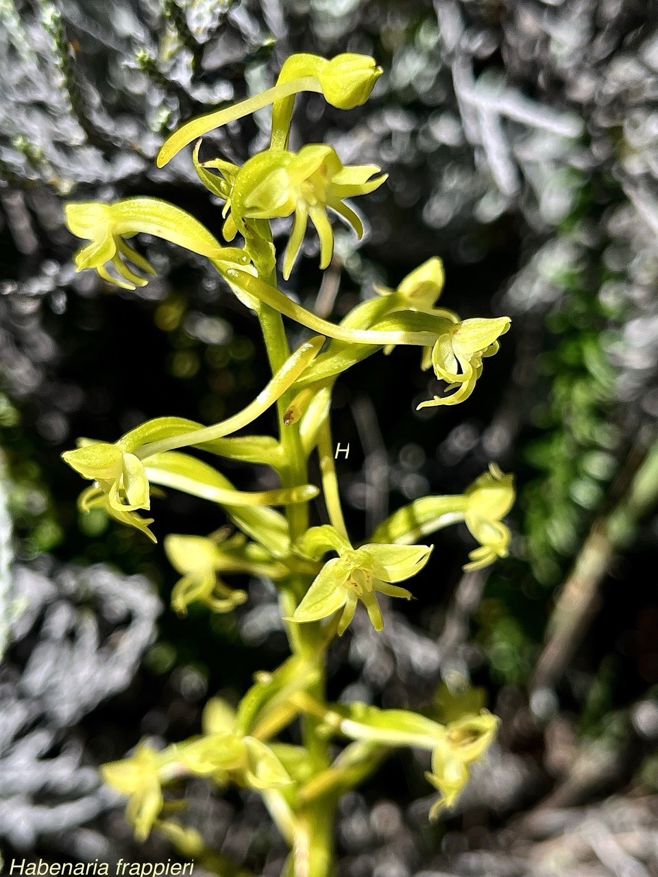 Habenaria frappieri J.-B.Castillon et P.Bernet.petit maïs.orchidaceae.indigène Réunion. (1).jpeg