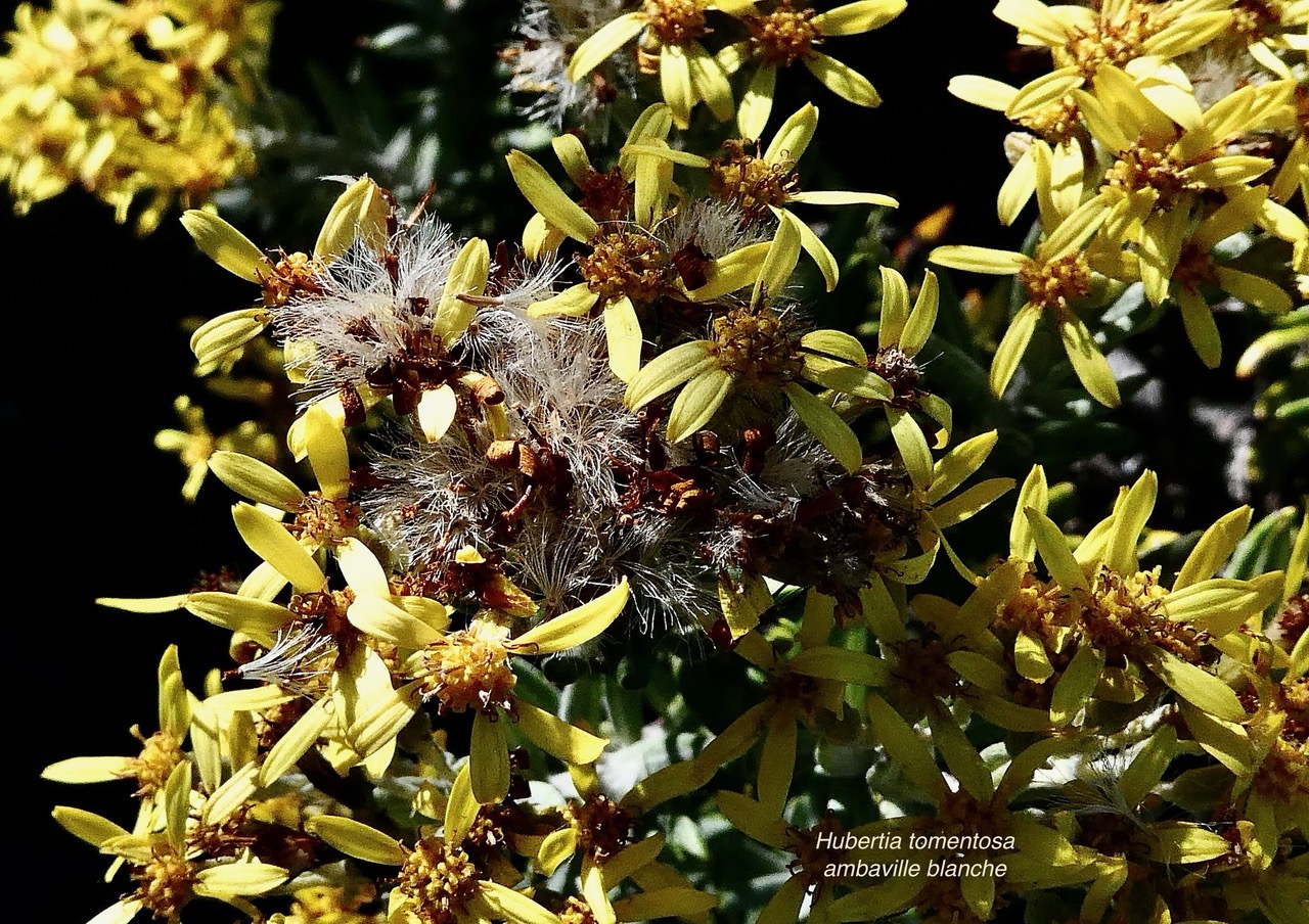 Hubertia tomentosa var tomentosa ambaville blanche.asteraceae.endémique Réunion. (1).jpeg