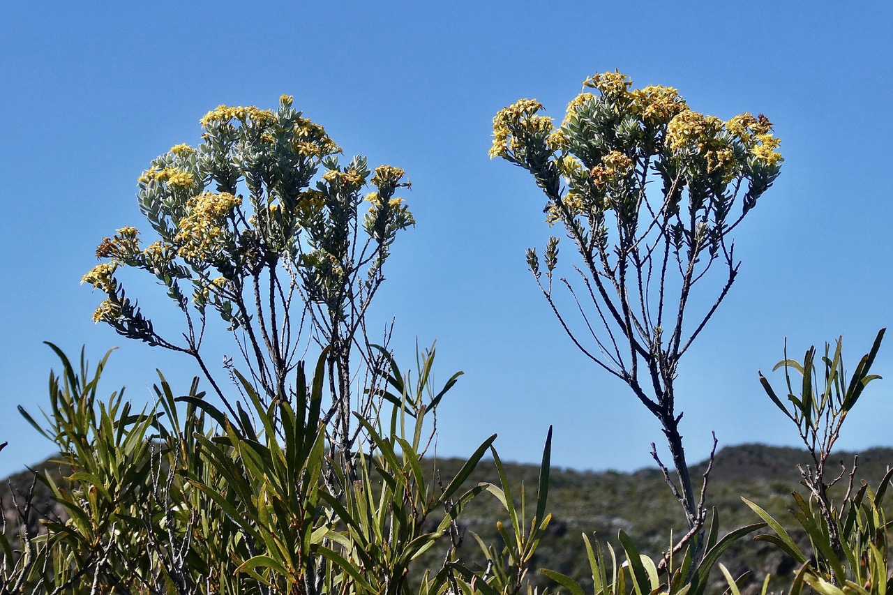 Hubertia tomentosa var tomentosa ambaville blanche.asteraceae.endémique Réunion.émergeant du feuillage de jeunes tamarins des hauts..jpeg