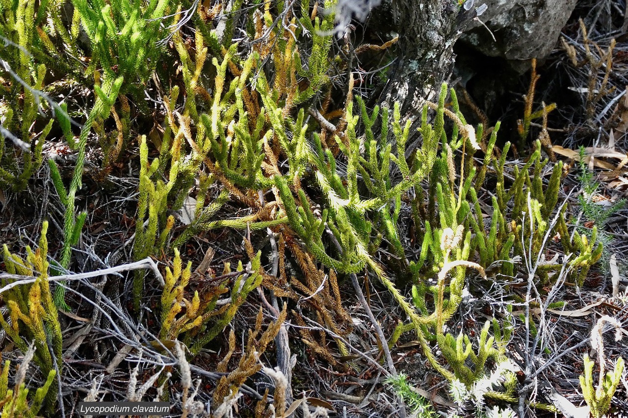 Lycopodium clavatum.lycopodiaceae. indigène Réunion. (1).jpeg