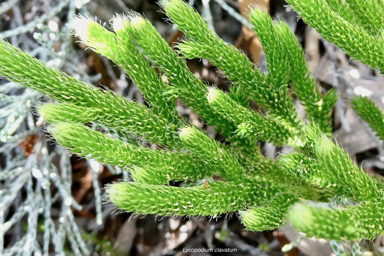 Lycopodium clavatum.lycopodiaceae. indigène Réunion..jpeg