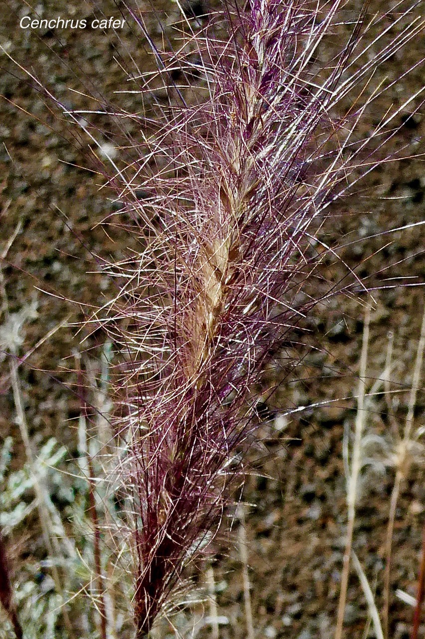 Pennisetum caffrum. Cenchrus cafer .poaceae.endémique Réunion. (1).jpeg