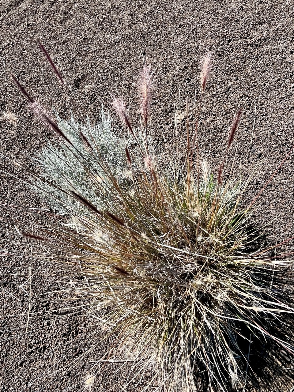 Pennisetum caffrum. Cenchrus cafer .poaceae.endémique Réunion. (2).jpeg