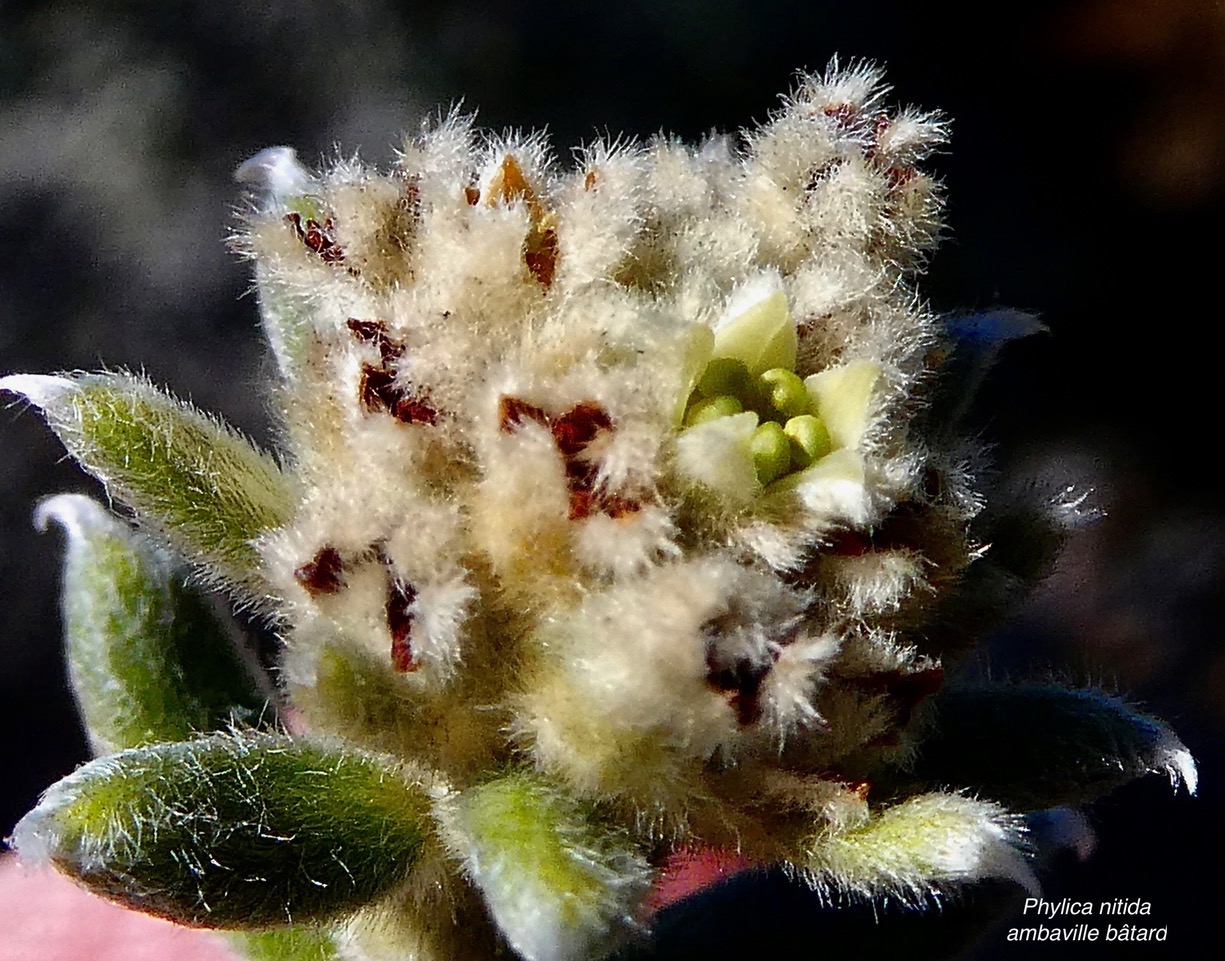 Phylica nitida  ambaville bâtard.rhamnaceae.endémique Réunion Maurice (1).jpeg