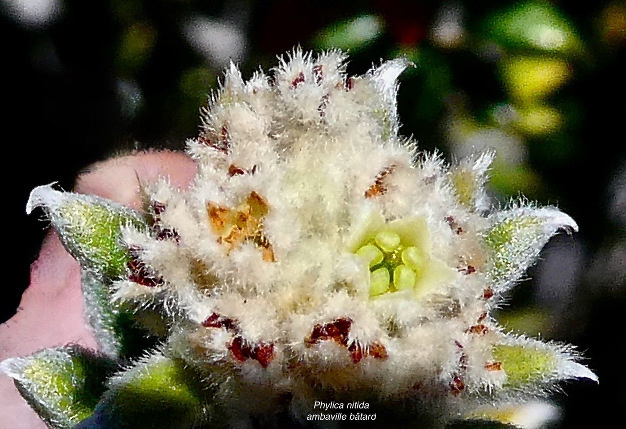 Phylica nitida  ambaville bâtard.rhamnaceae.endémique Réunion Maurice (2).jpeg