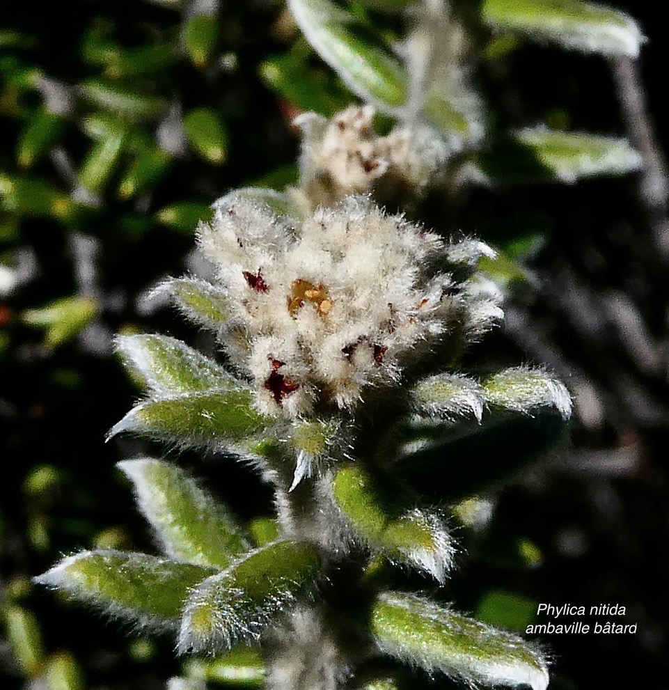 Phylica nitida  ambaville bâtard.rhamnaceae.endémique Réunion Maurice.jpeg