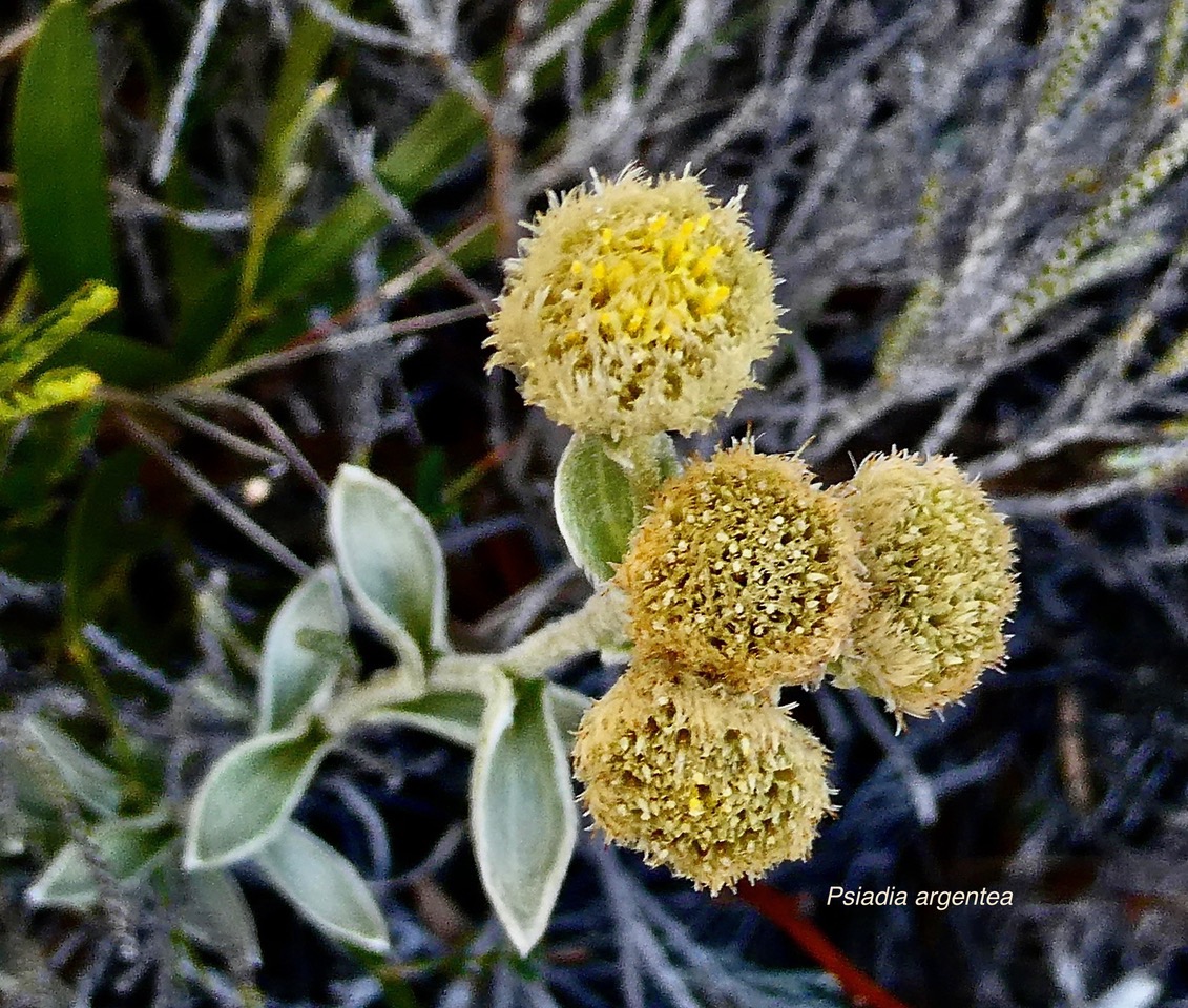 Psiadia argentea .psiadie argentée..asteraceae. Endémique Réunion.jpeg