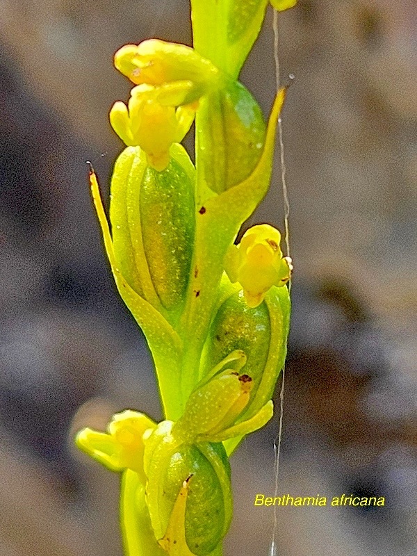 Benthamia africana Orchidaceae  Indigène La Réunion 09.jpeg