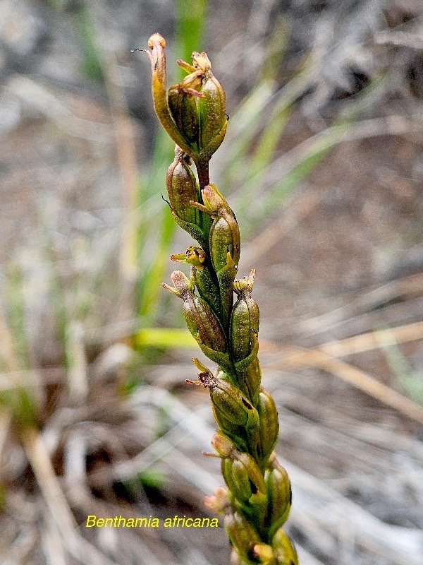 Benthamia africana Orchidaceae  Indigène La Réunion 50.jpeg