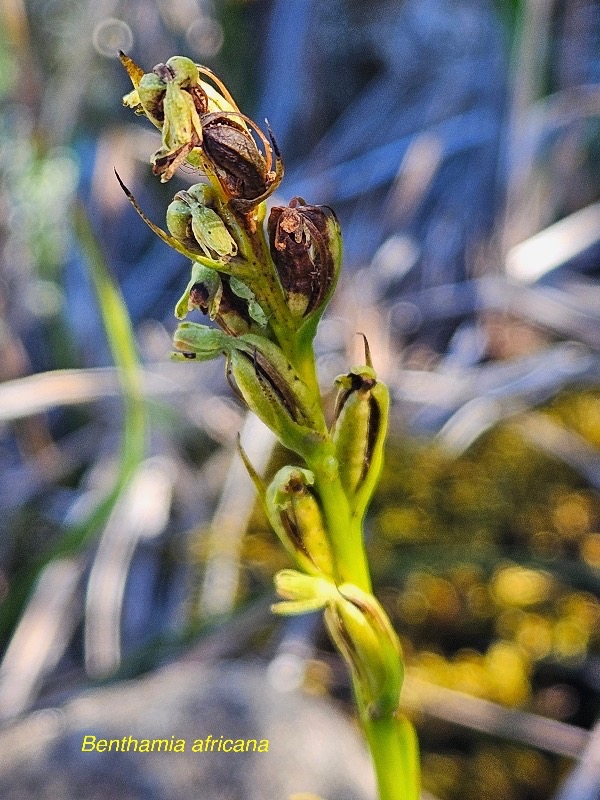 Benthamia africana Orchidaceae  Indigène La Réunion 900.jpeg