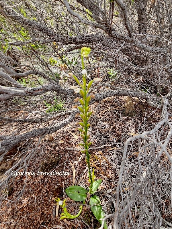 Cynorkis breviplectra Orchidacea e Endémique La Réunion 39.jpeg