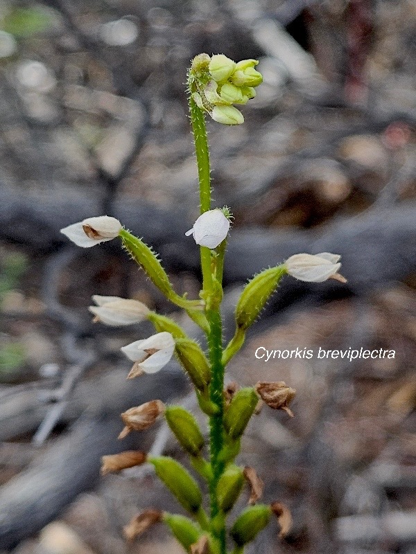 Cynorkis breviplectra Orchidacea e Endémique La Réunion 48.jpeg