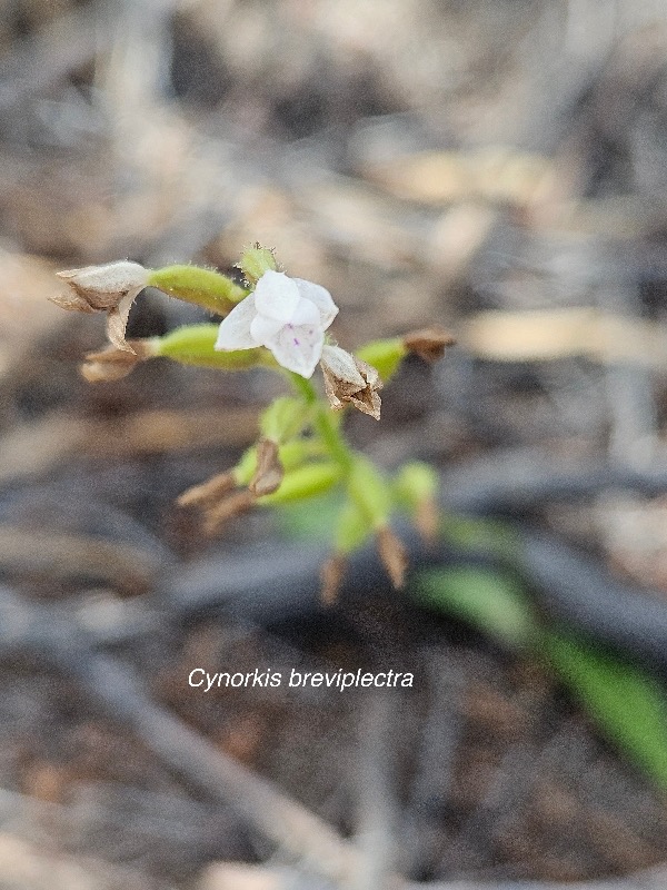 Cynorkis breviplectra Orchidaceae Endémique La Réunion 707.jpeg